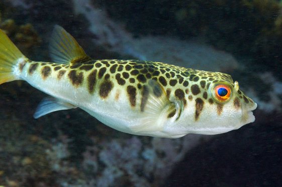 Baby Toadfish Tetractenos Glaber Altona Pier Saspotato, 52% OFF