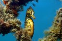 Potbellied Seahorse