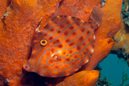 Mosaic Leatherjacket