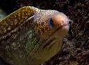 Speckled Moray Eel