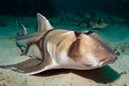 Port Jackson Shark