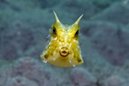 Horned Cowfish