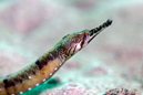 Tiger Pipefish