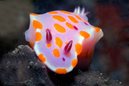 Sweet Ceratosoma Nudibranch