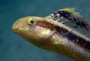 Brown Sabretoothed Blenny