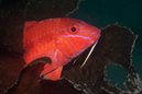 Blue Striped Goatfish