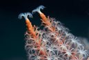 Soft Coral