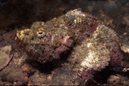 Yellow Finned Scorpionfish