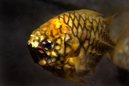 Pineapple Fish