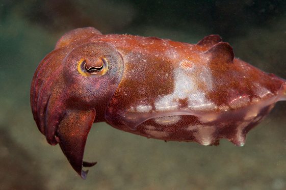 Underwater Sydney - Reaper Cuttlefish