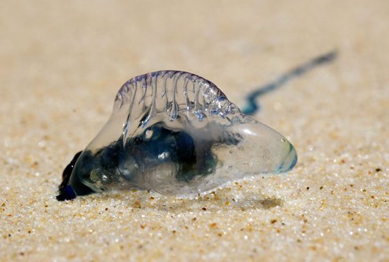 Bluebottle - The Australian Museum