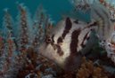 Fan-Bellied Leatherjacket