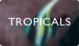 Tropicals