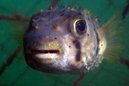 Three Barred Porcupinefish 