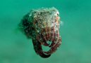 Mourning Cuttlefish