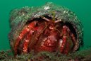 Hermit Crab