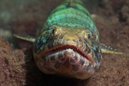 Lizardfish