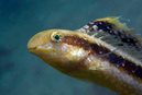 Yellow Sabretooth Blenny