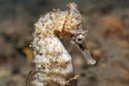 White's Seahorse