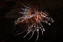 Dwarf Lionfish