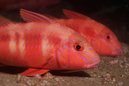 Blue Lined Goatfish