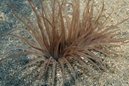 Tube Anemone