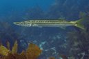 Yellowtail Barracuda