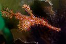 Ornate Ghost Pipefish