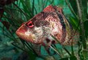 Banded Seaperch