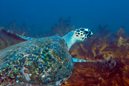 Green Turtle