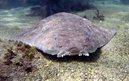 Angel Shark